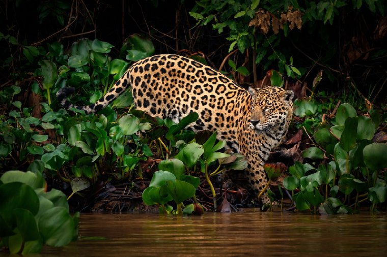014 Noord Pantanal, jaguar.jpg